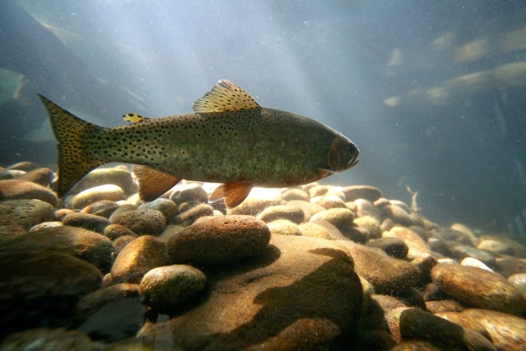 a trout swimming at a local nature center