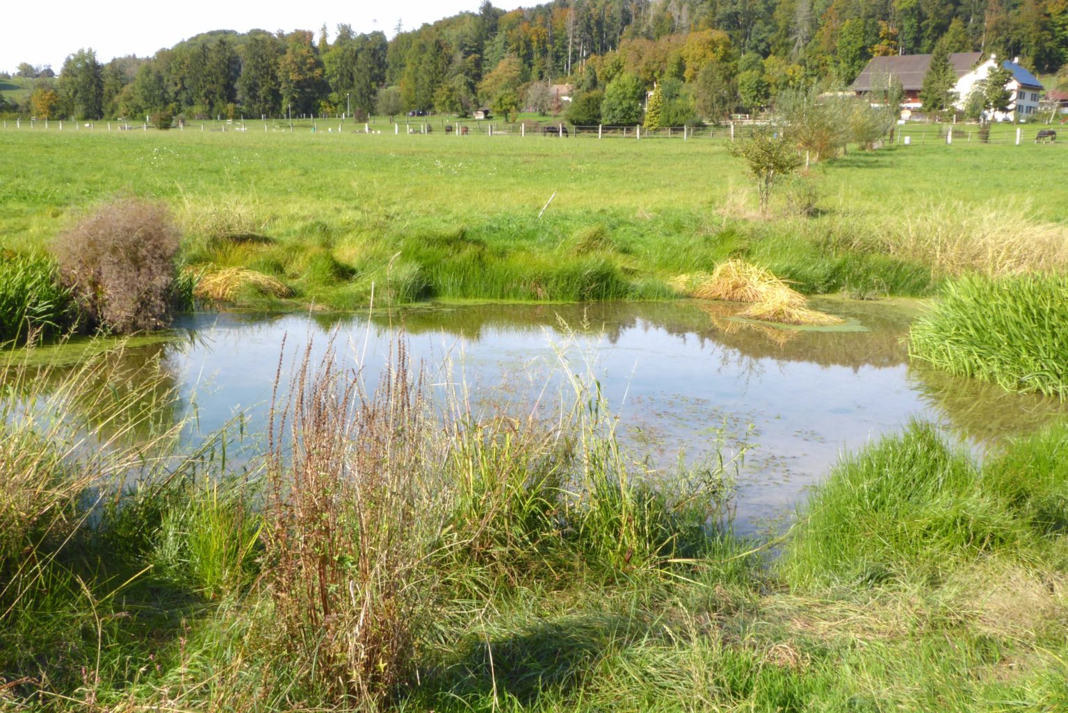 Durch Privatinitiative entstanden: der Schützenhausweiher. Foto: pkm