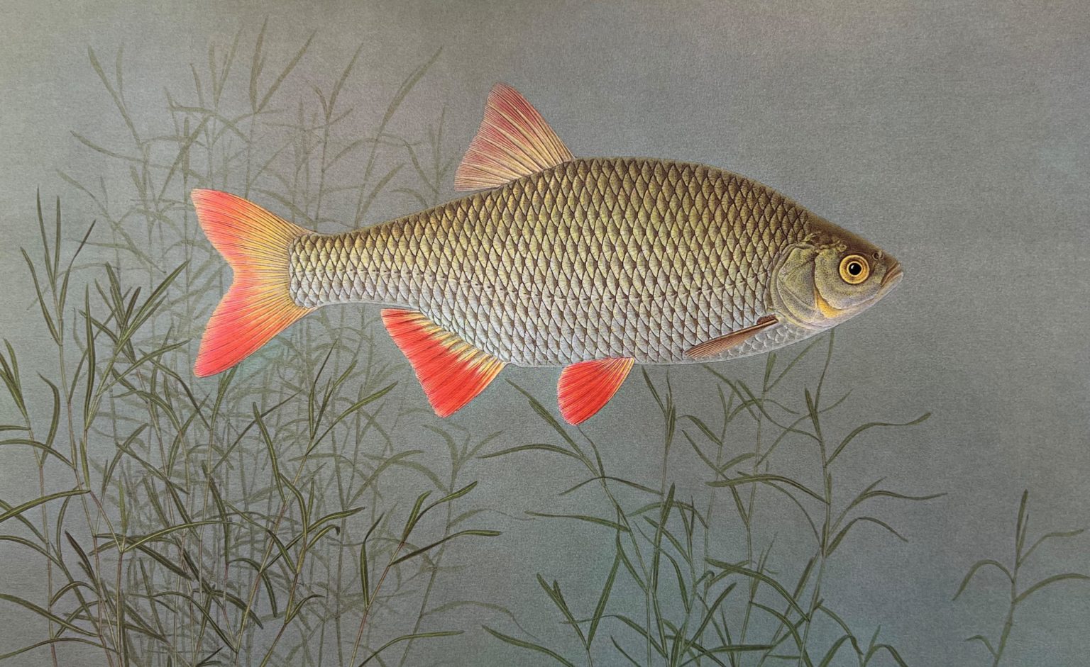 Urs Woy malt Fische nach lebenden Modellen.
Foto: zvg
