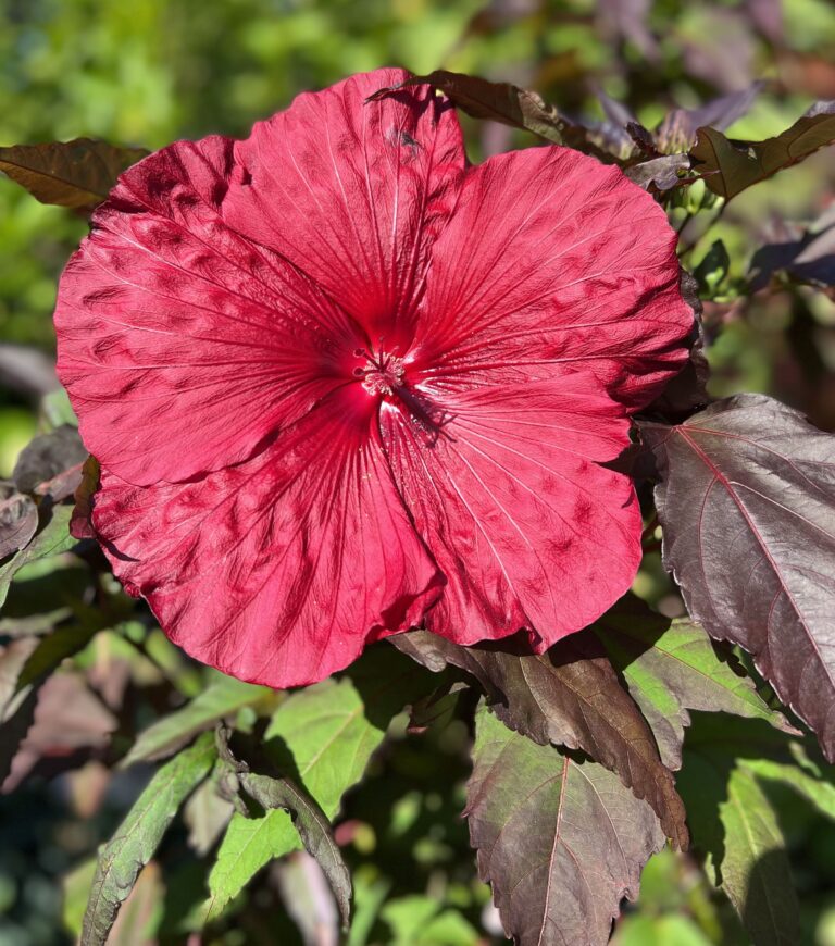 Hibiskus