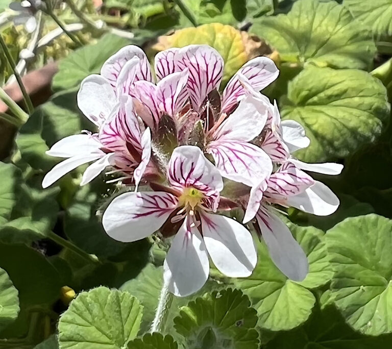 Pelargonium_web