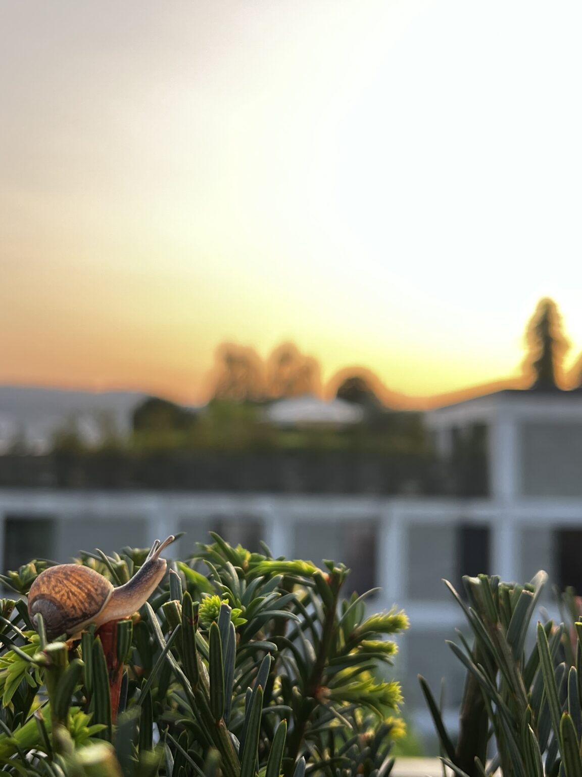 «Ich war am Sonntag am Heckenschneiden auf meiner Terrasse, als ich diese Schnecke ent-deckte. Es sieht fast so aus, als ob sie den Sonnenuntergang bewundern würde», schreibt Samnang Goetz zu diesem Bild.