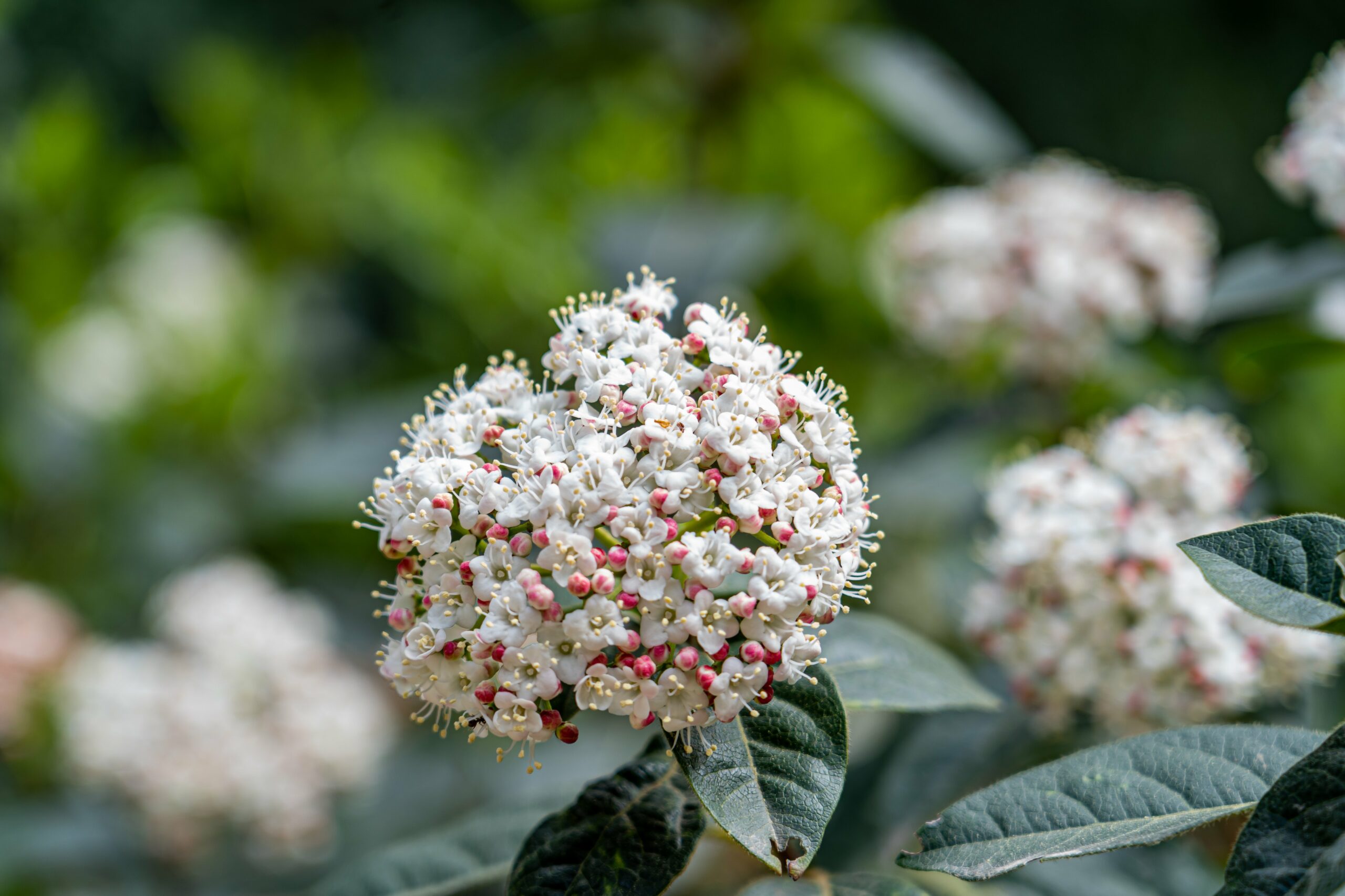 Viburnum für alle Jahreszeiten Meileneranzeiger
