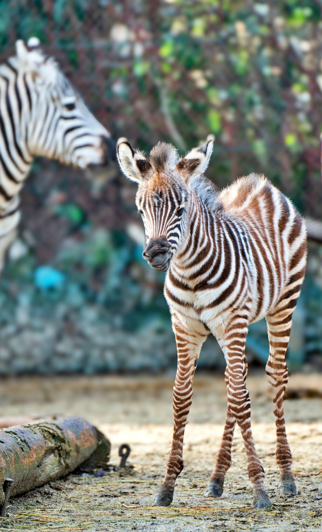 Zebra klein hoch_Foto Lenny Marti_web