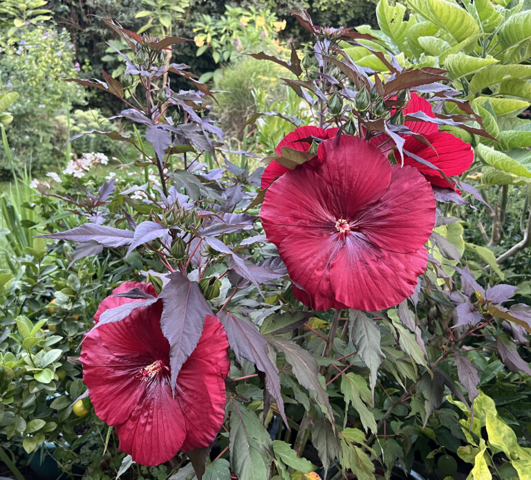 Hibiscus 3_rot_web