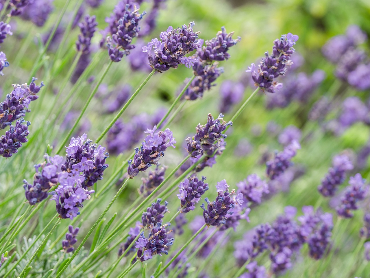 Drogerie Roth_flowers-3485500_1280_web