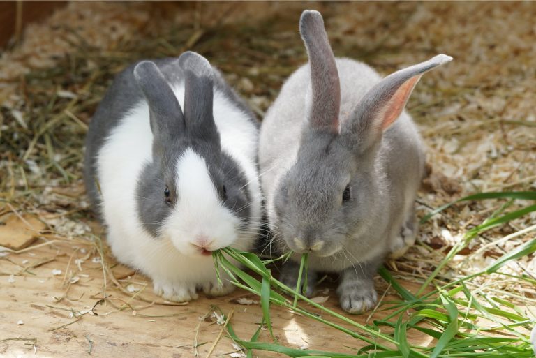 Kaninchen_web