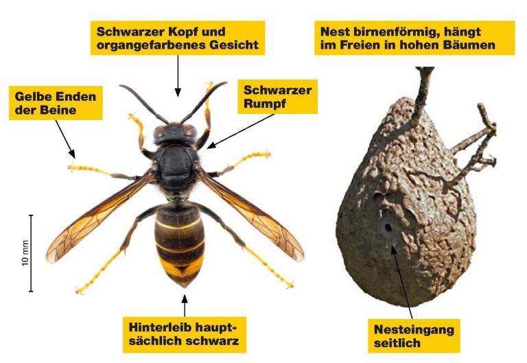 2025.08.22 NAG Asiatische Hornisse