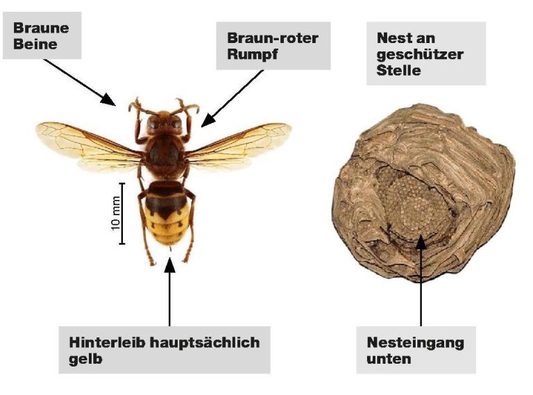 2025.08.22 NAG Asiatische Hornisse. Bild