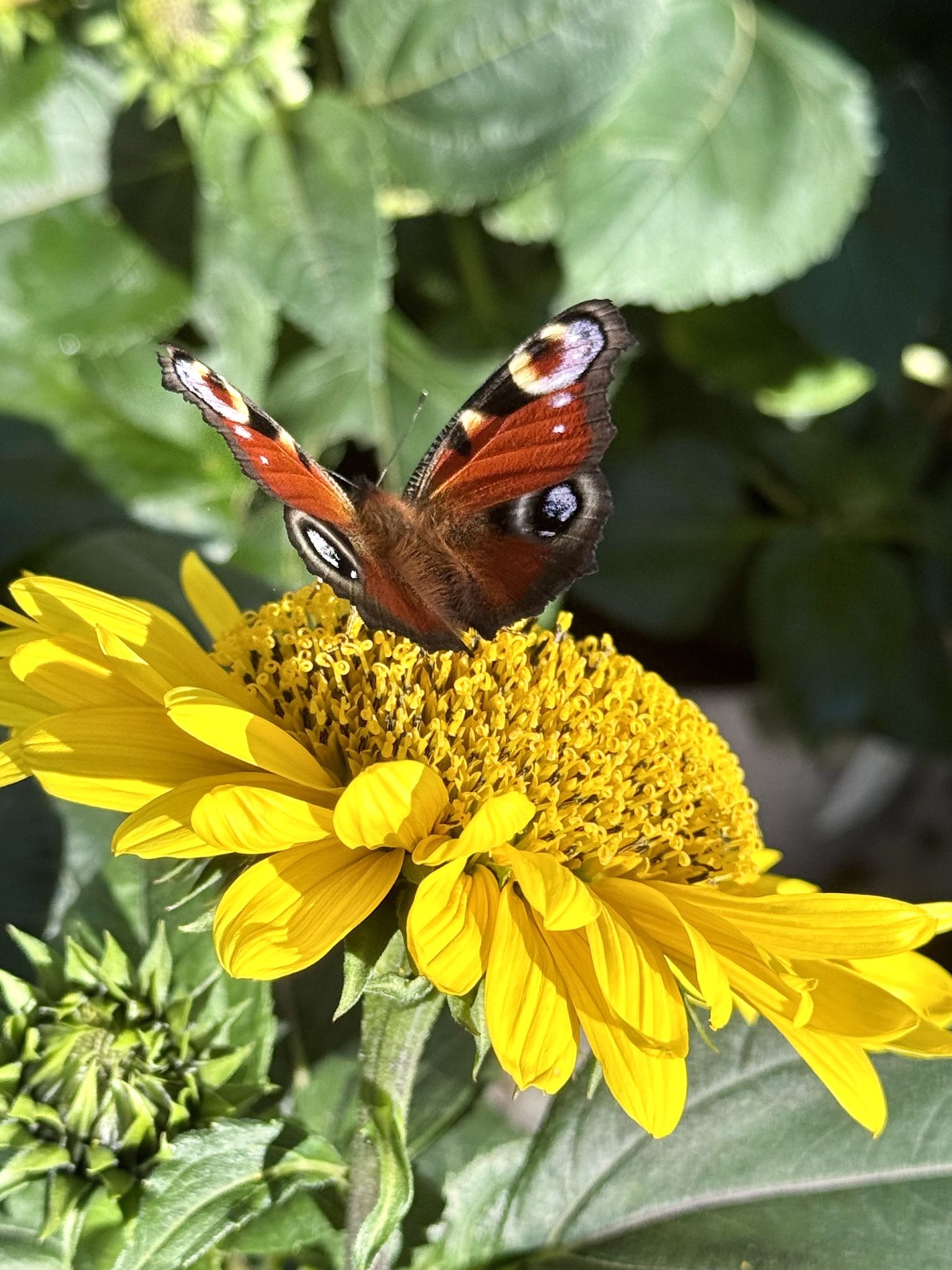 BdW_Schmetterling_Fiona_web