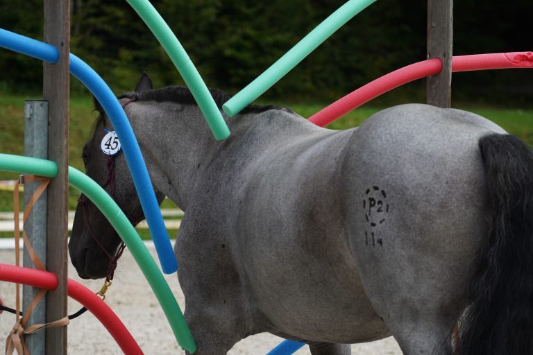 Horse24_388_web