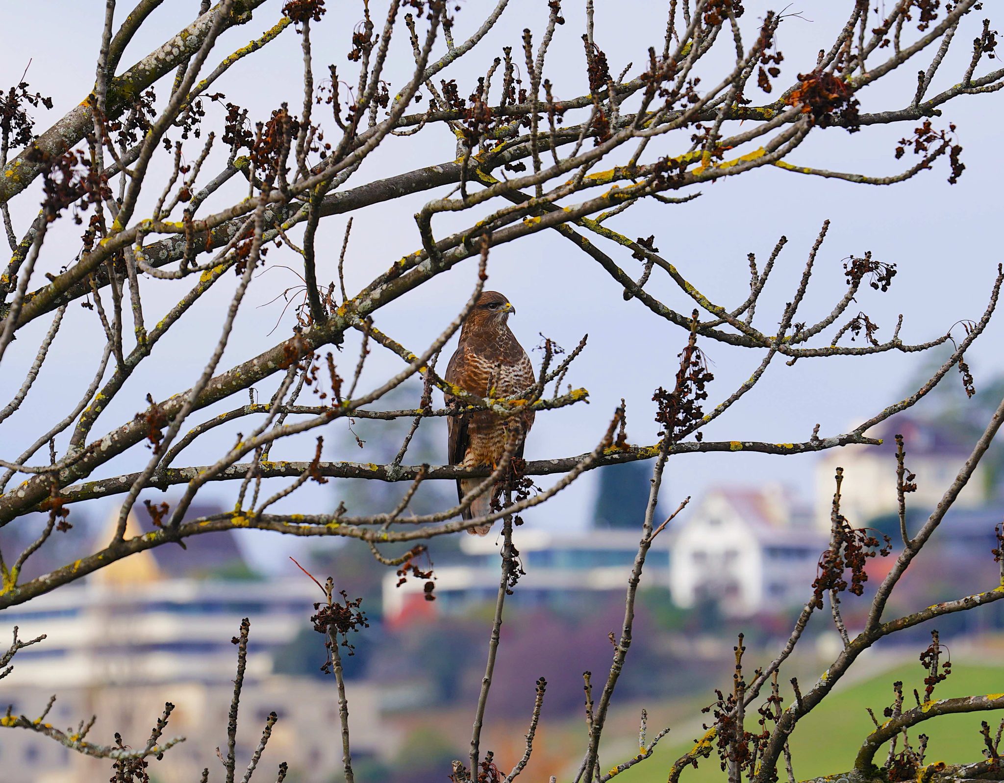 BdW Lippke Mäusebussard_web
