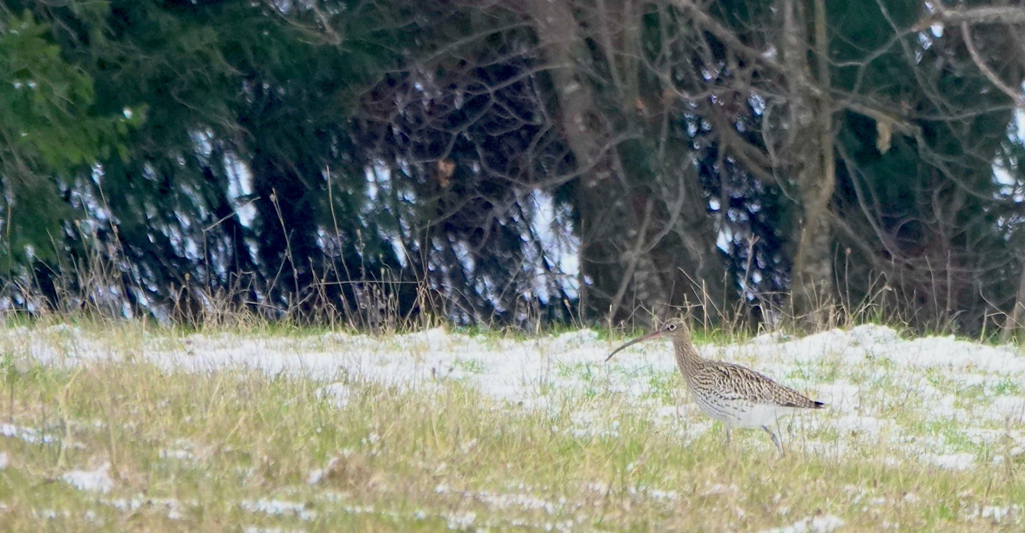 BdW Magnin_Brachvogel_web