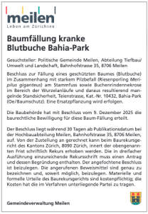 Gmd-Meilen_Ins_Baumfaellung-Blutbuche_02_26_web