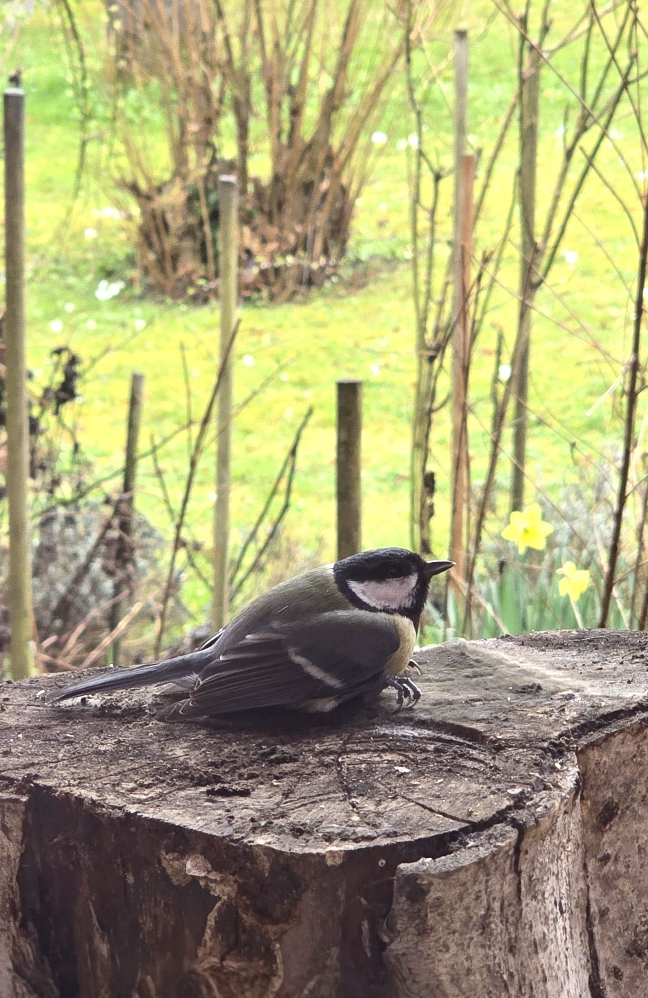 BdW Meise Eggenberger_web