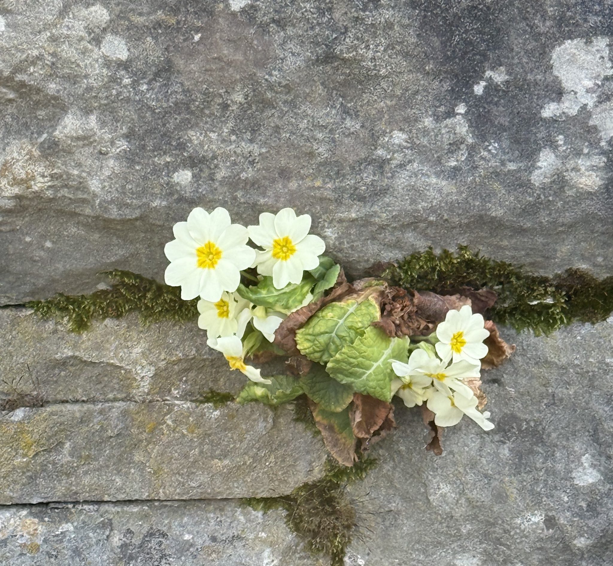 BdW_Mauerblümchen_Susanne Aemisegger _web