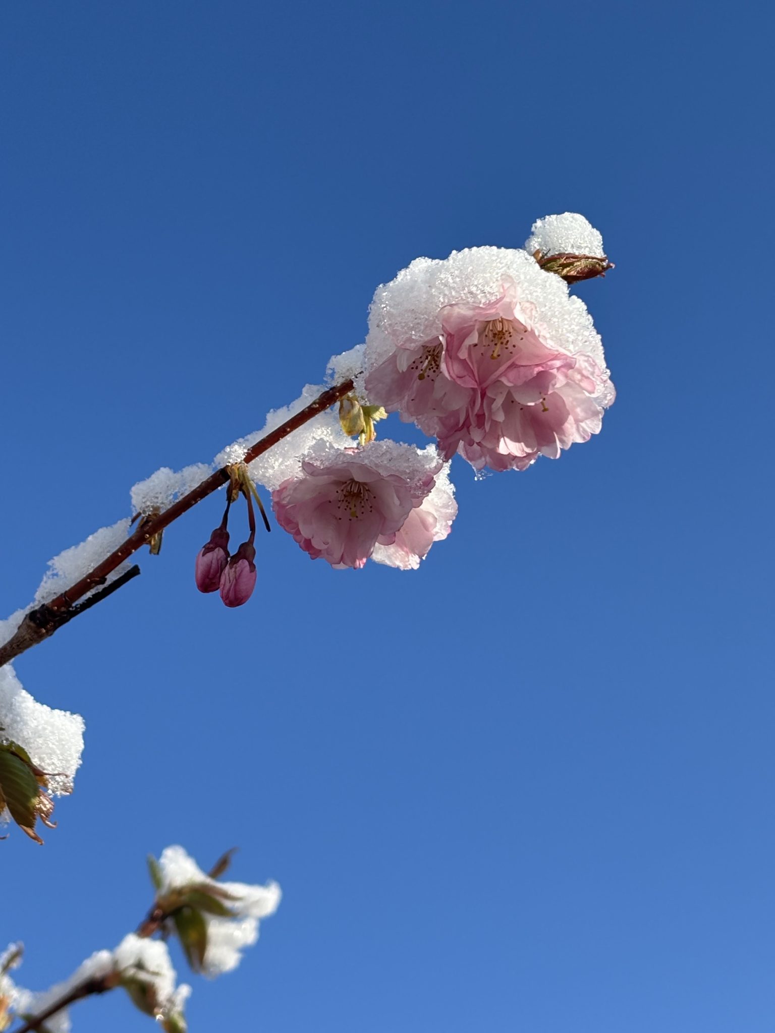 BdW, Schneeblüte Bredemeyer_web