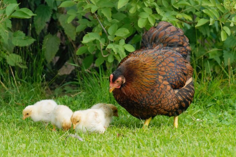 Huhn-Kueken_web
