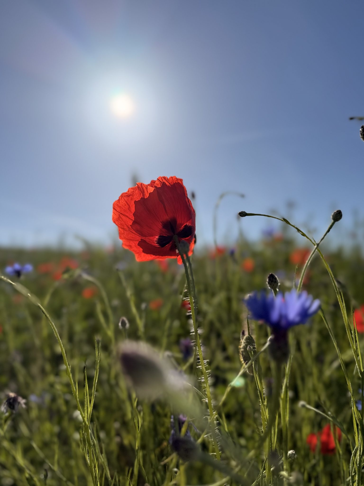 BdW, Franziska Tanner Mohn_web
