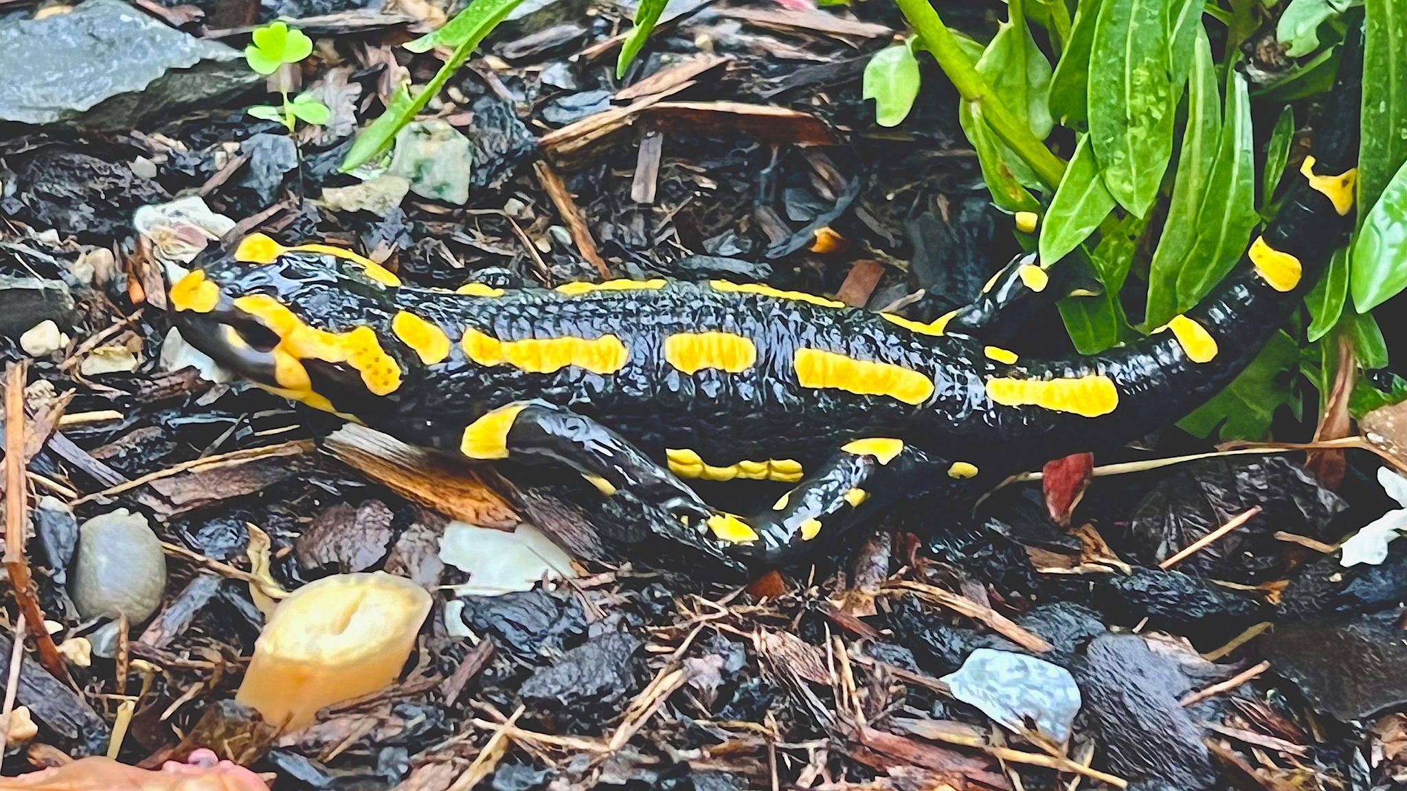 BdW_Feuersalamander Carla Scheidegger_web