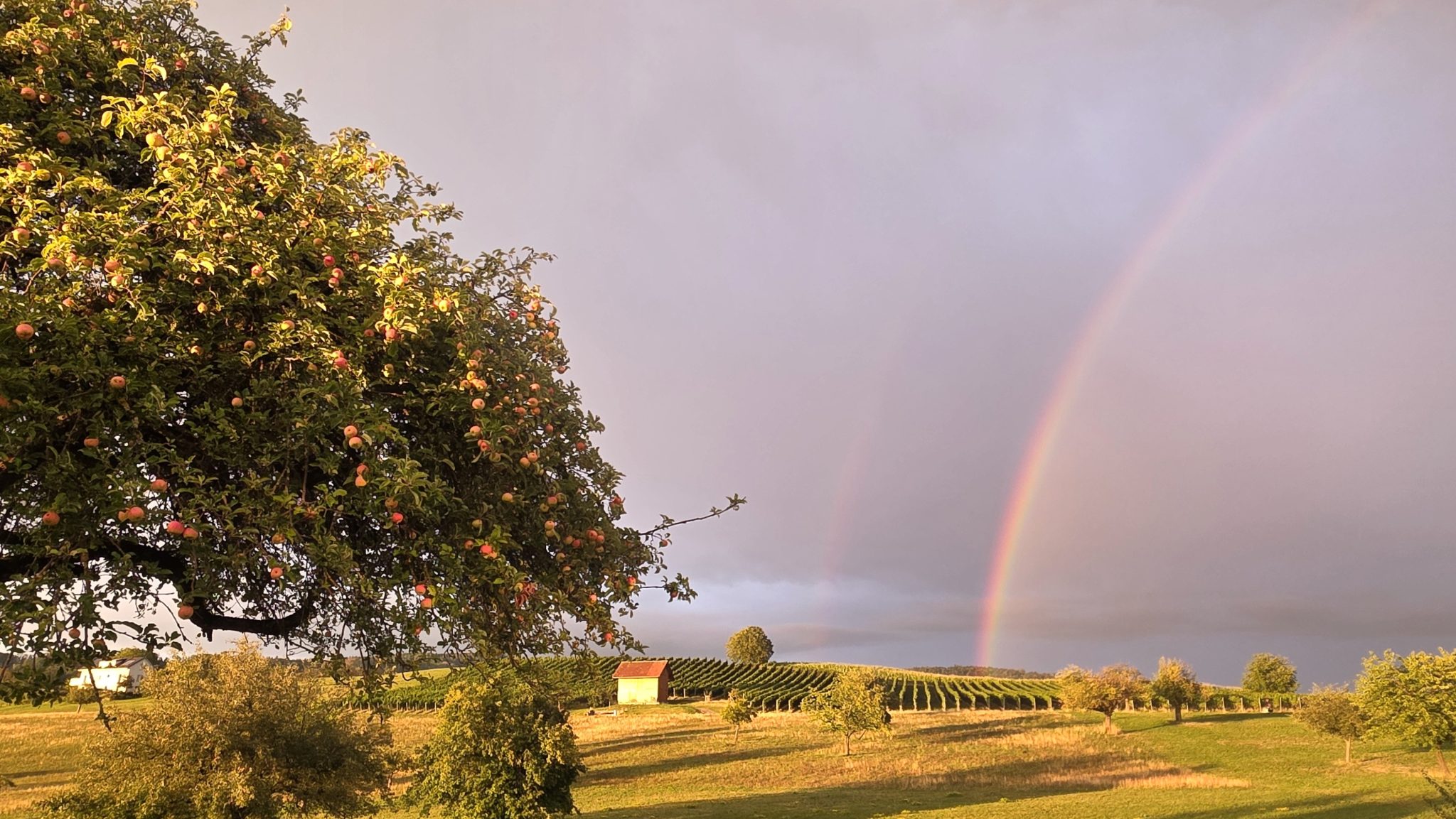 BdW Schärer, Regenbogen_web