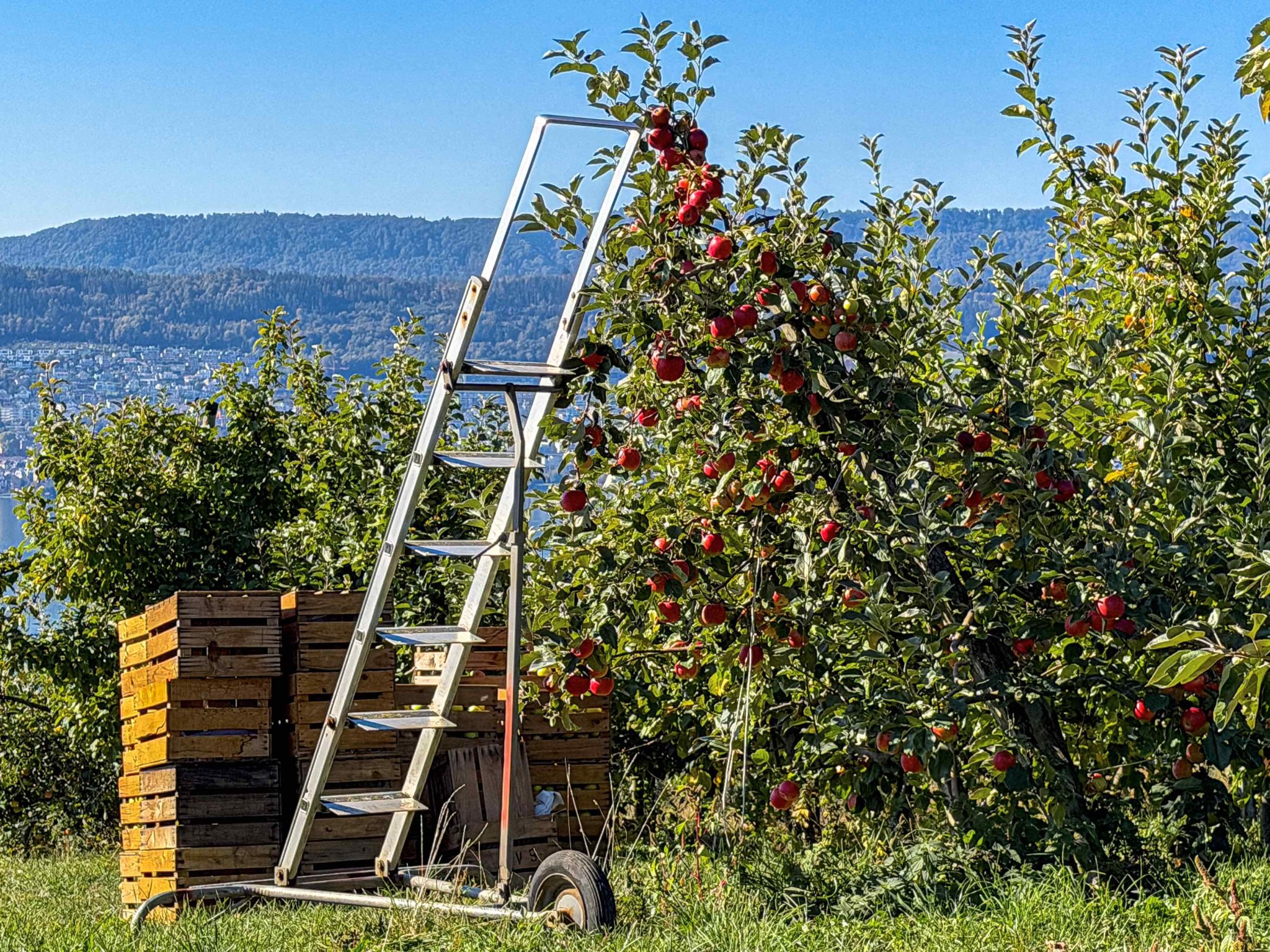 BdW_261006-Apfel-1_web