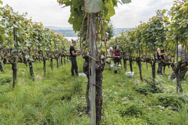 Weintrauben ernten (41)